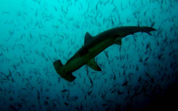 Tubarão-martelo em mergulho em Darwin, em Galápagos (foto de Henning Abheiden)